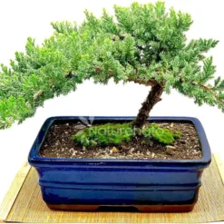 Outdoor Juniper Bonsai in South Dakota