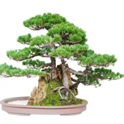 Outdoor Pine Bonsai in South Dakota